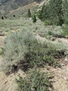 natural sage bush